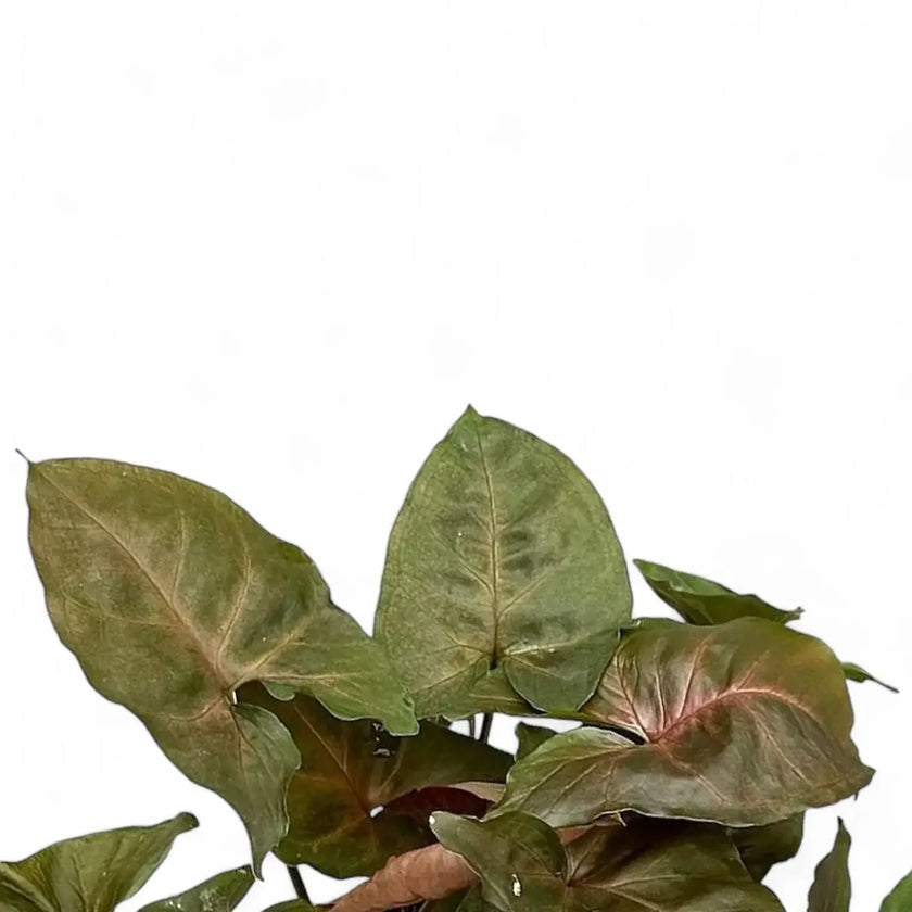 Syngonium podophyllum 'Brocante' close-up of leaf on white background.