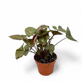 Syngonium podophyllum 'Brocante' Zimmerpflanze im Anzuchttopf vor weißem Hintergrund, Produktfoto 4.