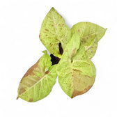 Nahaufnahme eines Blatts von Syngonium podophyllum 'Confetti' vor weißem Hintergrund.