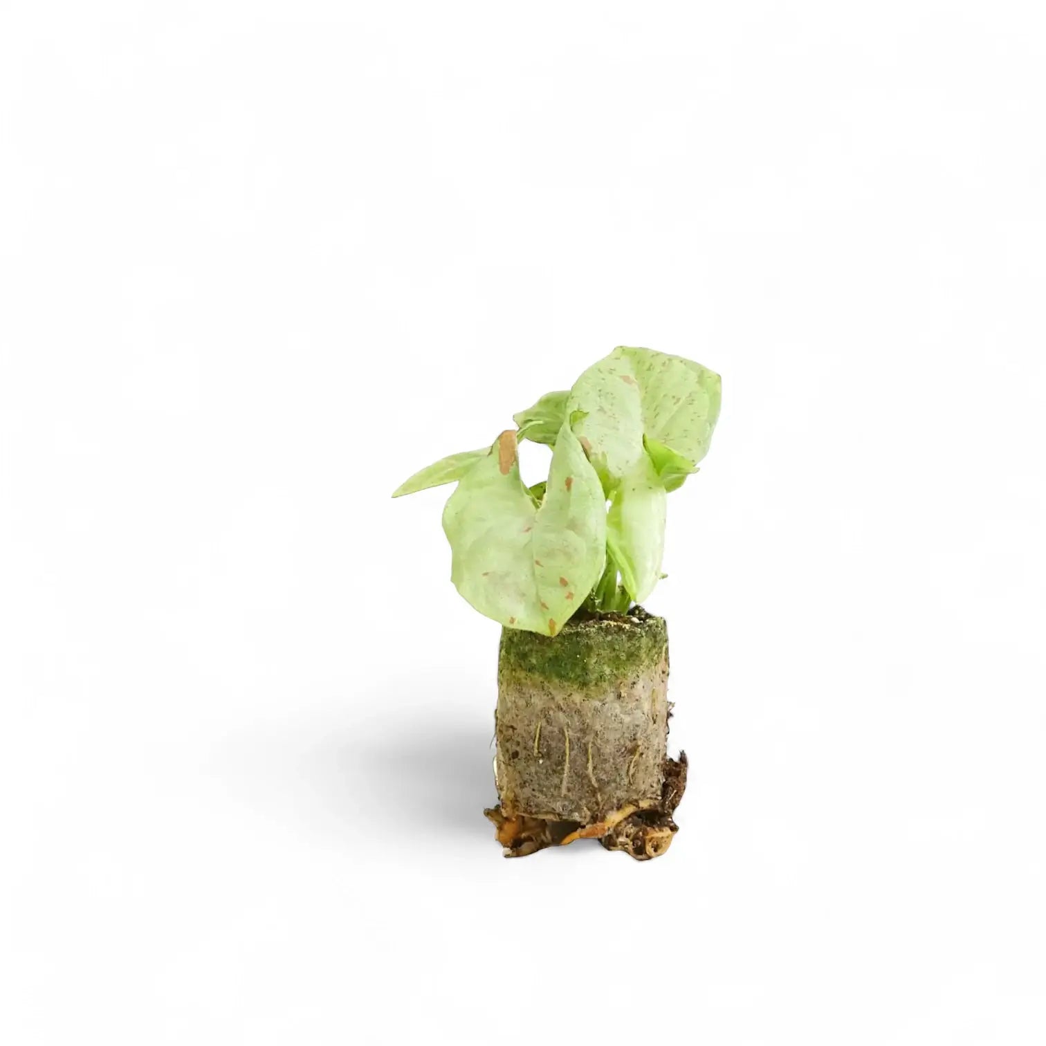 Syngonium podophyllum 'Confetti' – Zimmerpflanze im Kulturtopf auf weißem Hintergrund, Produktfoto 2.