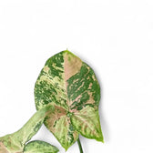 Syngonium podophyllum 'Confetti Tricolor' close-up of leaf on white background.