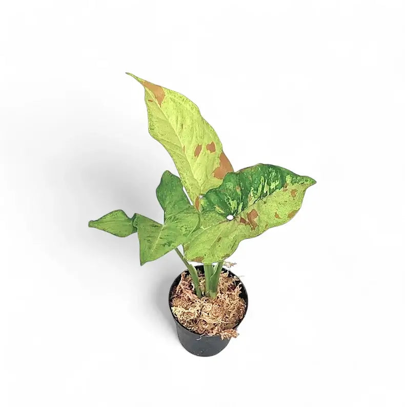 Syngonium podophyllum 'Confetti Tricolor' potted plant in nursery pot on white background.