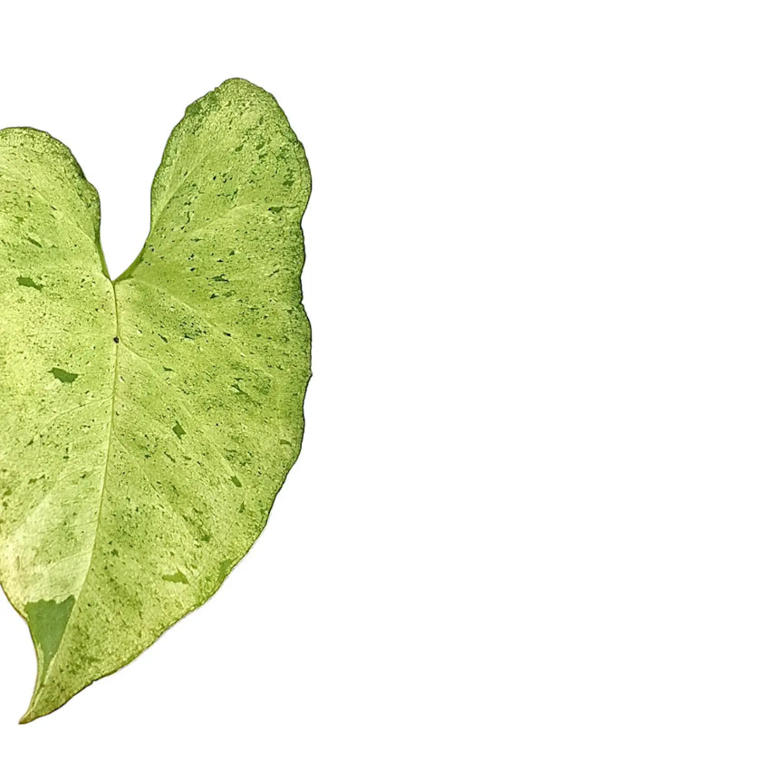 Syngonium podophyllum 'Freckles' close-up of leaf on white background.
