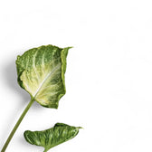 Syngonium podophyllum 'Godzilla' leaf detail on white background.