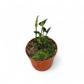 Syngonium podophyllum 'Godzilla' potted plant in nursery pot on white background.