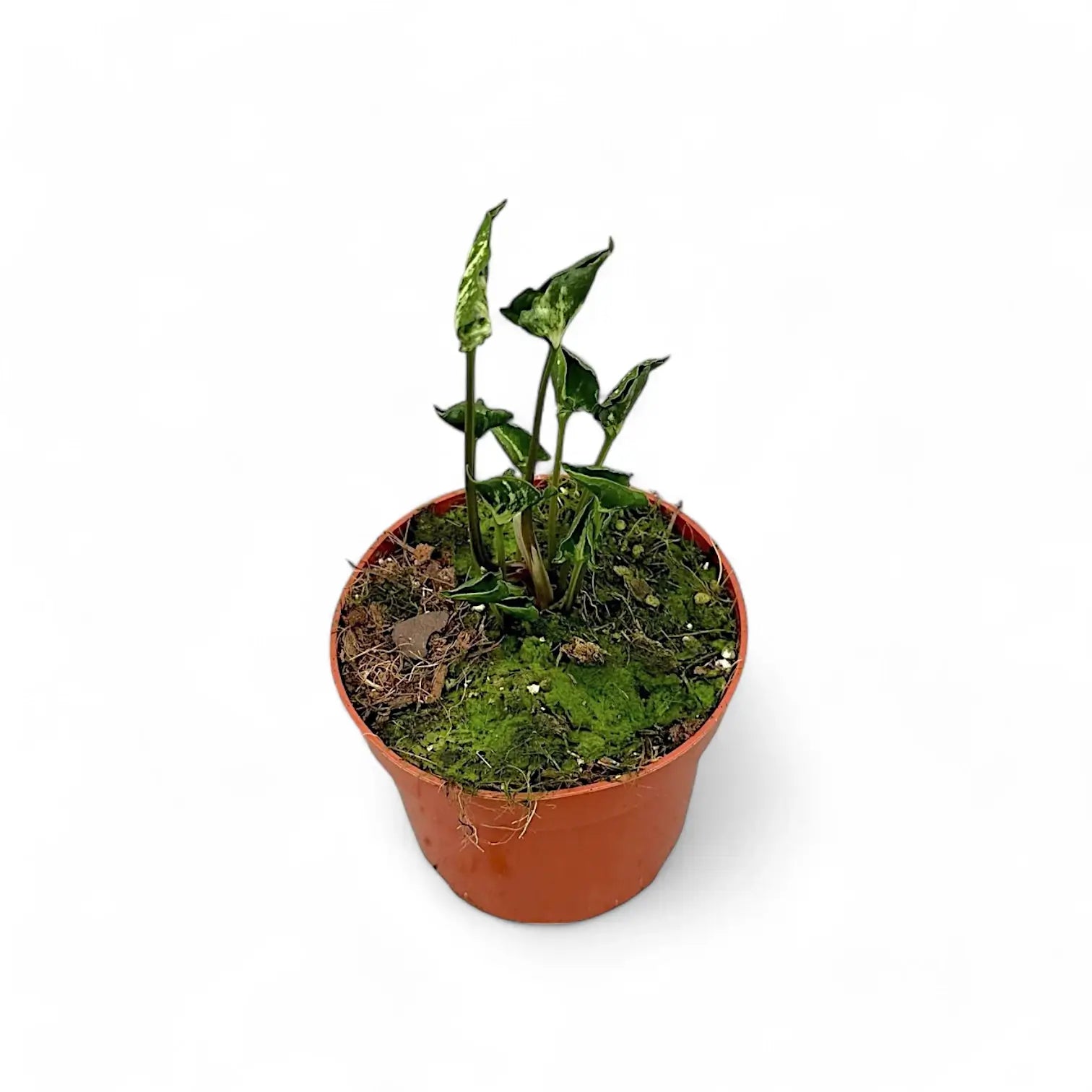 Syngonium podophyllum 'Godzilla' potted plant in nursery pot on white background.
