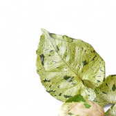 Syngonium podophyllum 'Green Splash' ('Grey Ghost') – Blattdetail vor weißem Hintergrund..