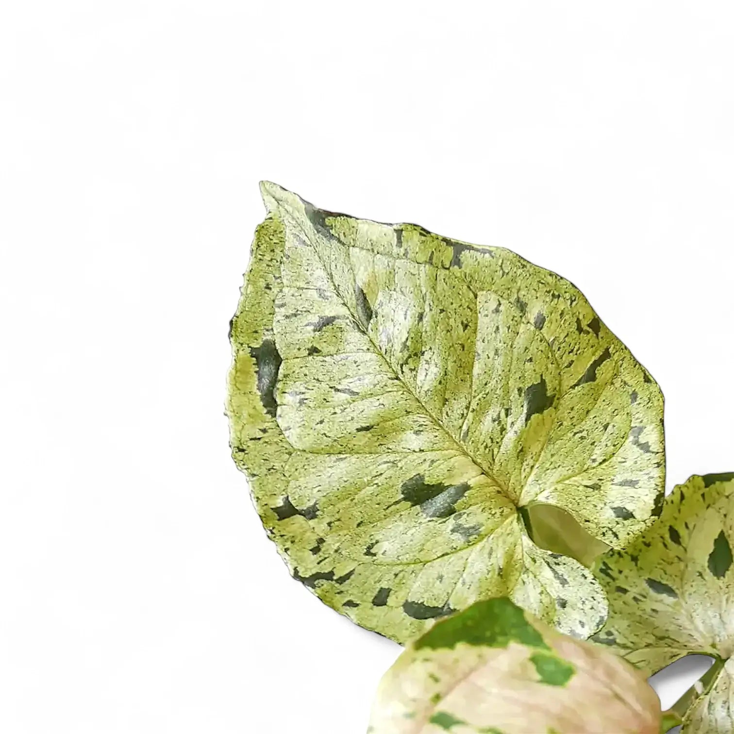 Nahaufnahme von Syngonium podophyllum 'Green Splash' ('Grey Ghost') vor weißem Hintergrund.