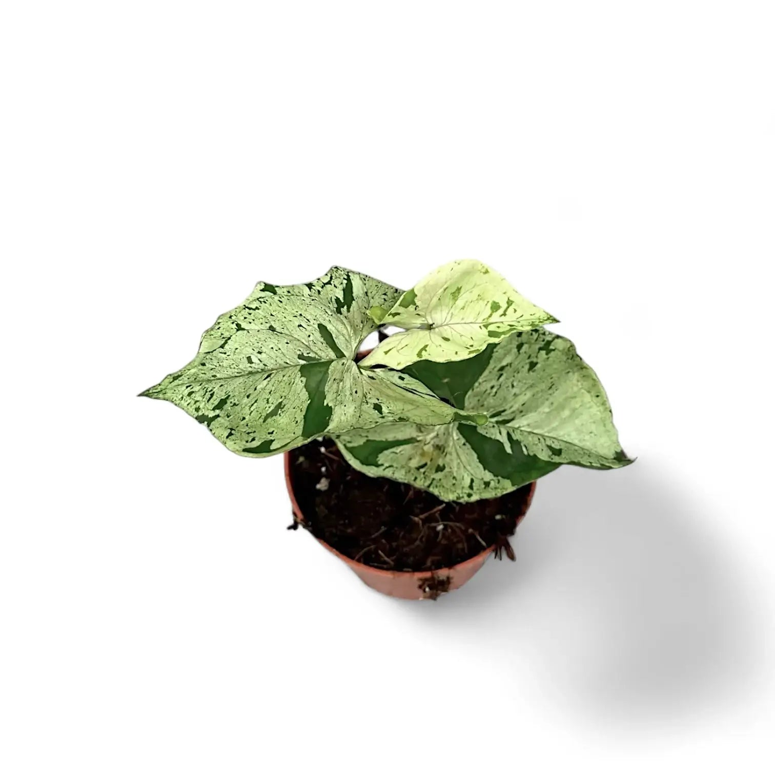 Syngonium podophyllum 'Green Splash' ('Grey Ghost') – Zimmerpflanze im Kulturtopf auf weißem Hintergrund, Produktfoto 2.