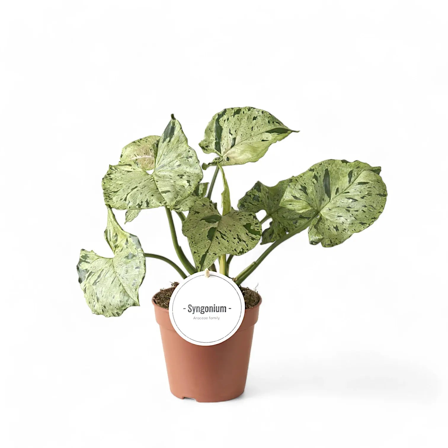 Syngonium podophyllum 'Green Splash' ('Grey Ghost') – Zimmerpflanze im Kulturtopf auf weißem Hintergrund, Produktfoto 6.