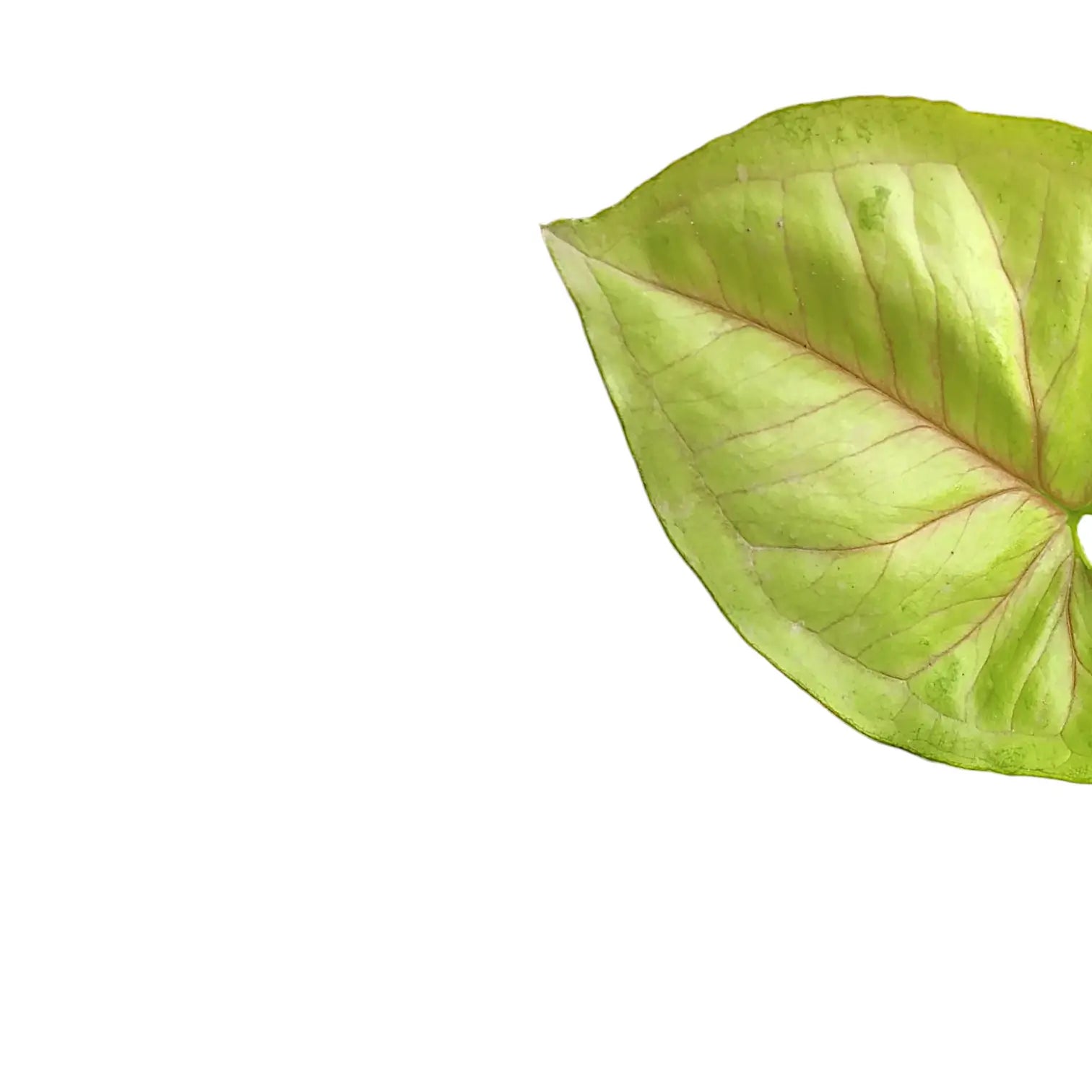 Nahaufnahme eines Blatts von Syngonium podophyllum 'Mango allusion' vor weißem Hintergrund.