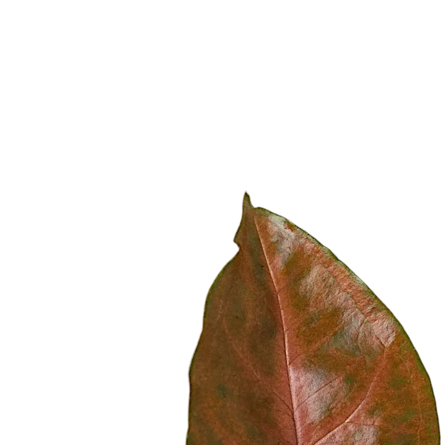 Nahaufnahme eines Blatts von Syngonium podophyllum 'Maria Allusion' vor weißem Hintergrund.