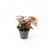 Syngonium podophyllum 'Maria Allusion' potted plant in nursery pot on white background.