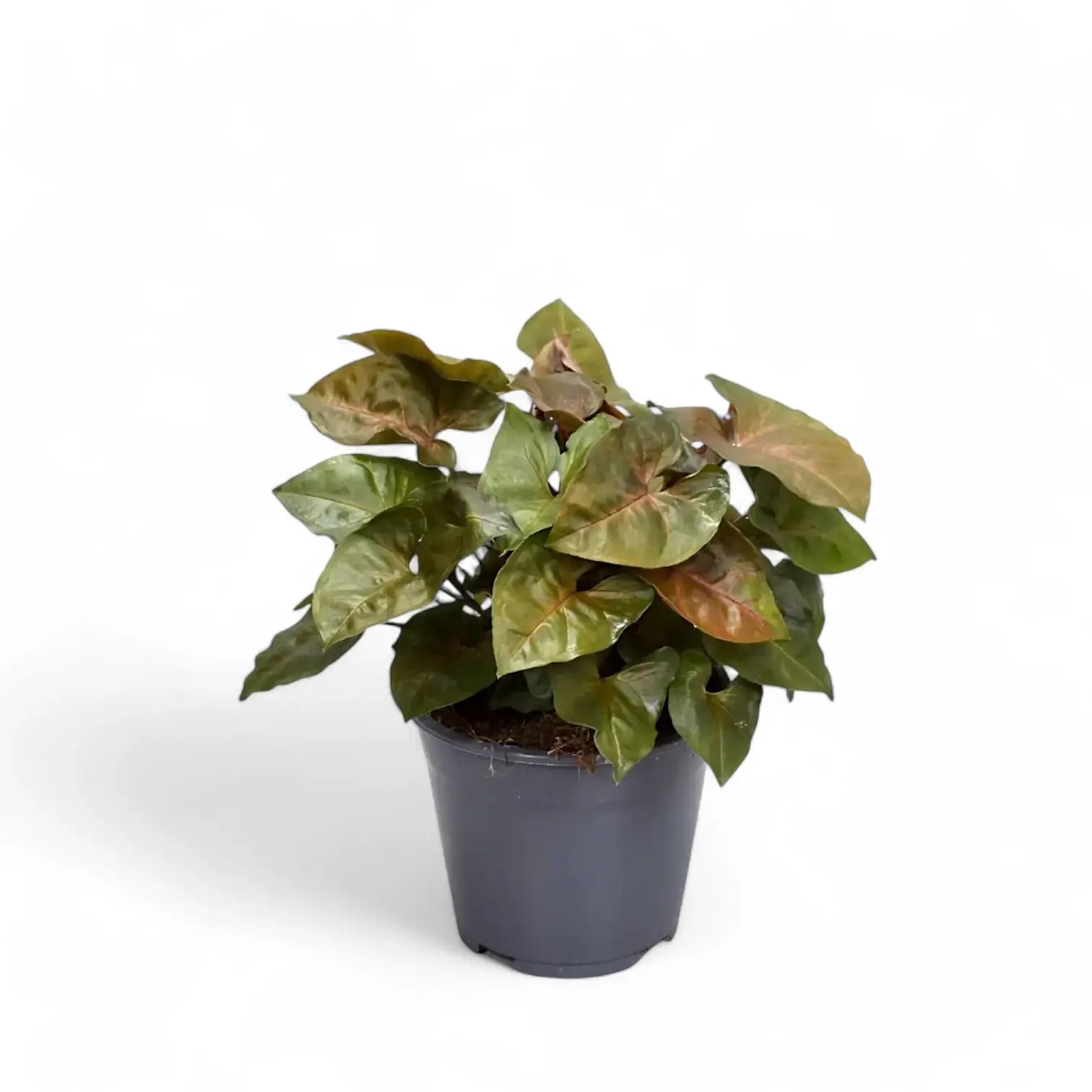 Syngonium podophyllum 'Maria Allusion' – Zimmerpflanze im Kulturtopf auf weißem Hintergrund, Produktfoto 3.