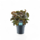 Syngonium podophyllum 'Maria Allusion' potted plant in nursery pot on white background.