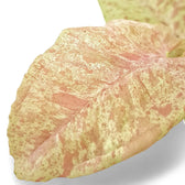 Syngonium podophyllum 'Milk confetti' leaf detail on white background.