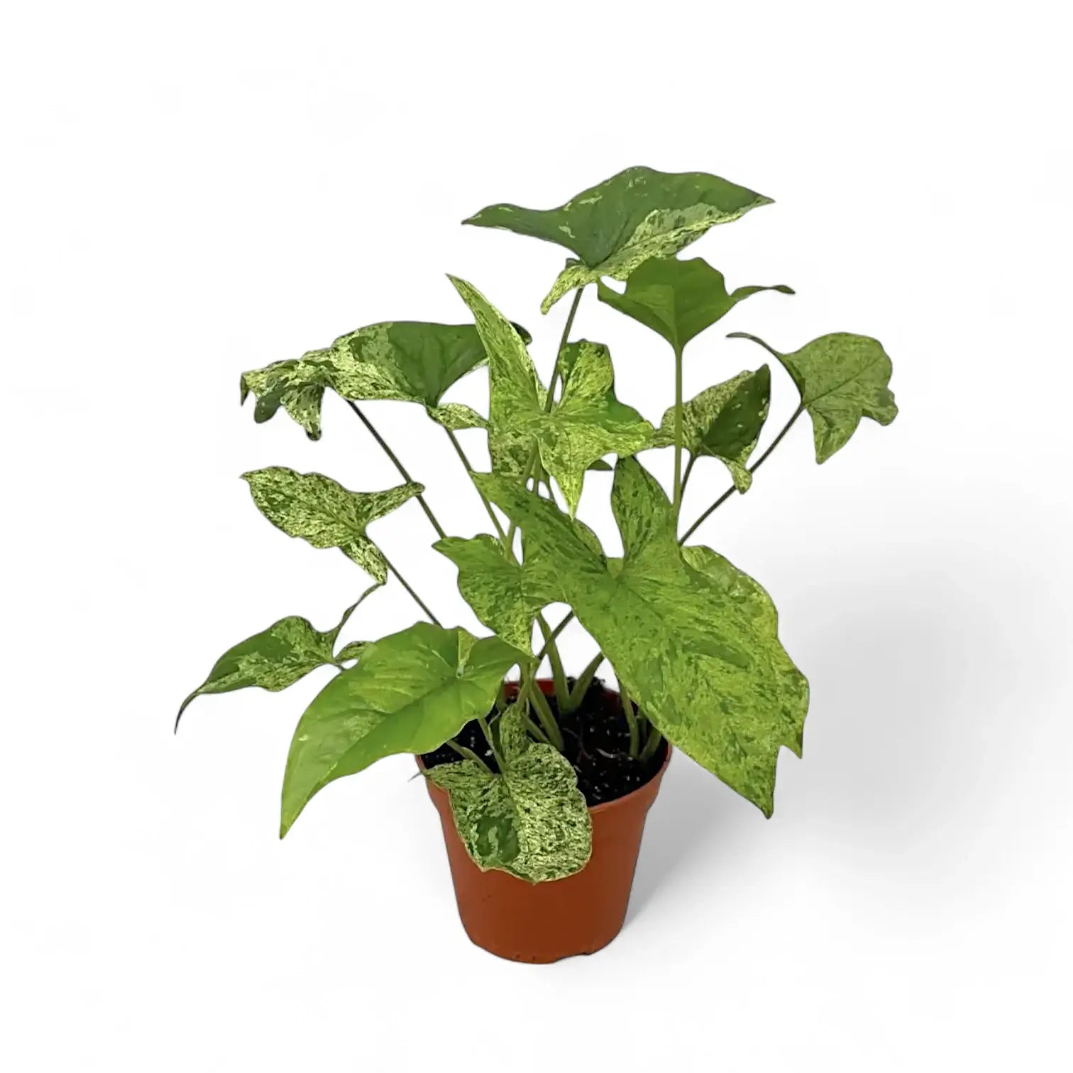 Syngonium podophyllum 'Mottled' – Zimmerpflanze im Kulturtopf auf weißem Hintergrund, Produktfoto 11.