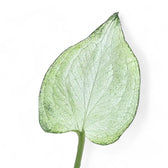 Nahaufnahme eines Blatts von Syngonium podophyllum 'Mouse Ears' vor weißem Hintergrund.