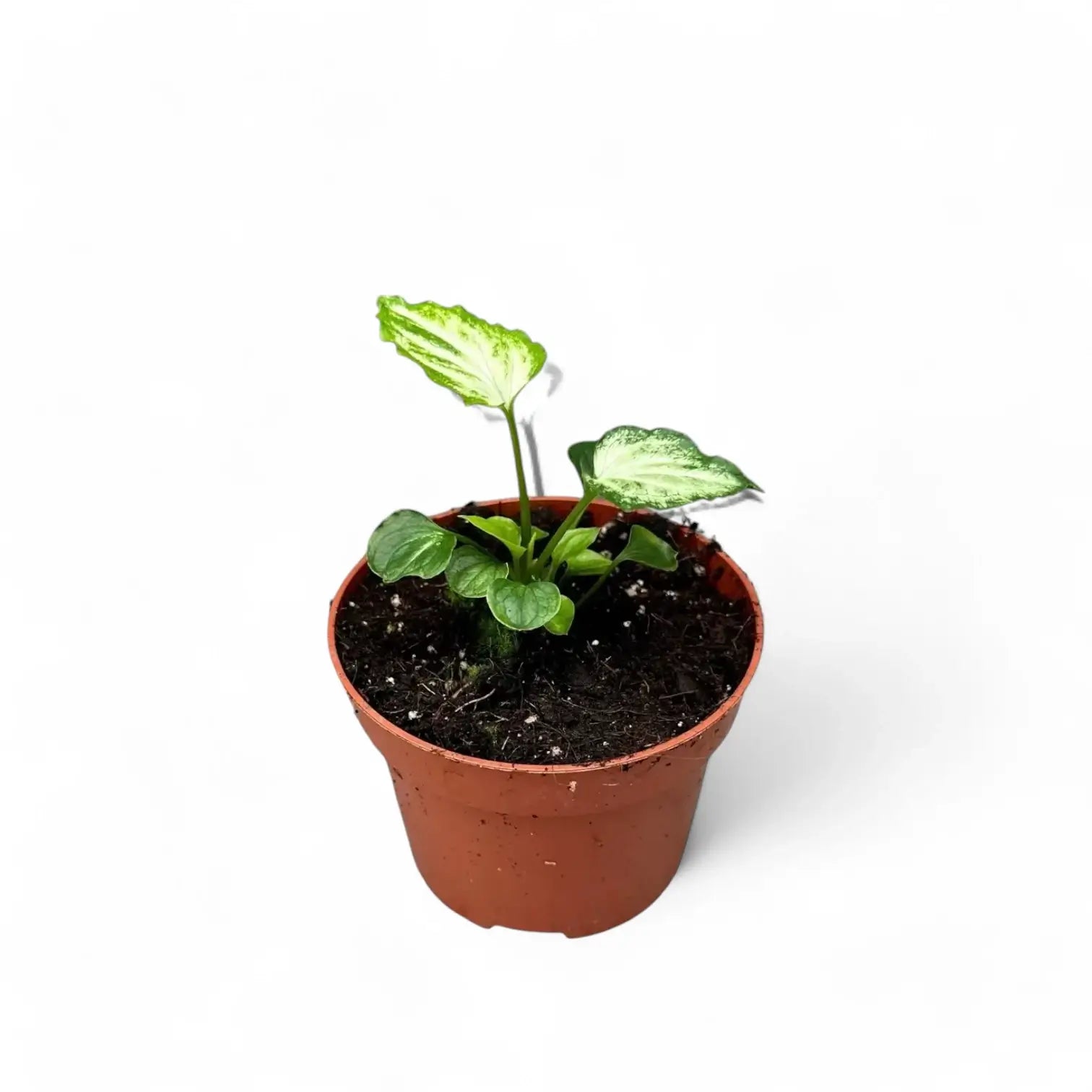 Syngonium podophyllum 'Mouse Ears' – Zimmerpflanze im Kulturtopf auf weißem Hintergrund, Produktfoto 3.