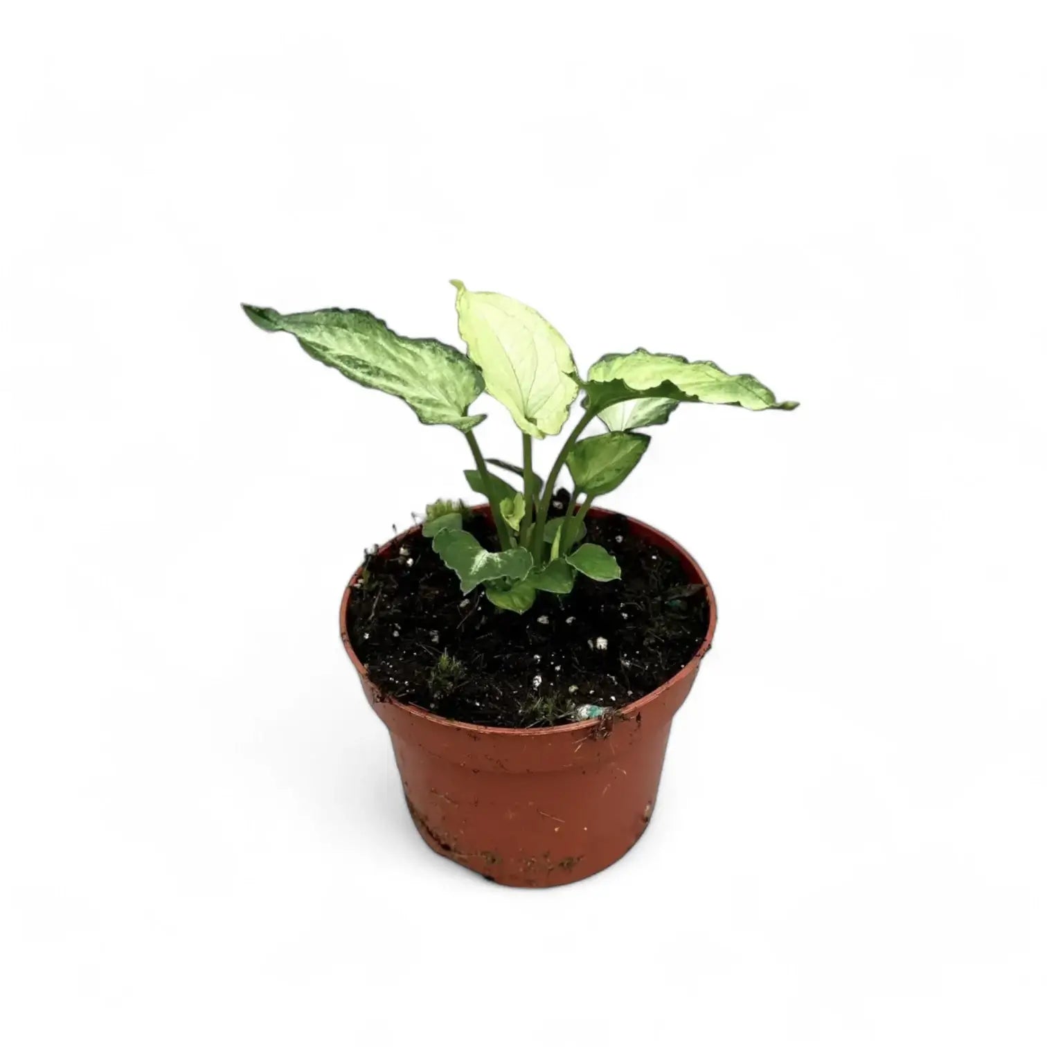 Syngonium podophyllum 'Mouse Ears' – Zimmerpflanze im Kulturtopf auf weißem Hintergrund, Produktfoto 4.