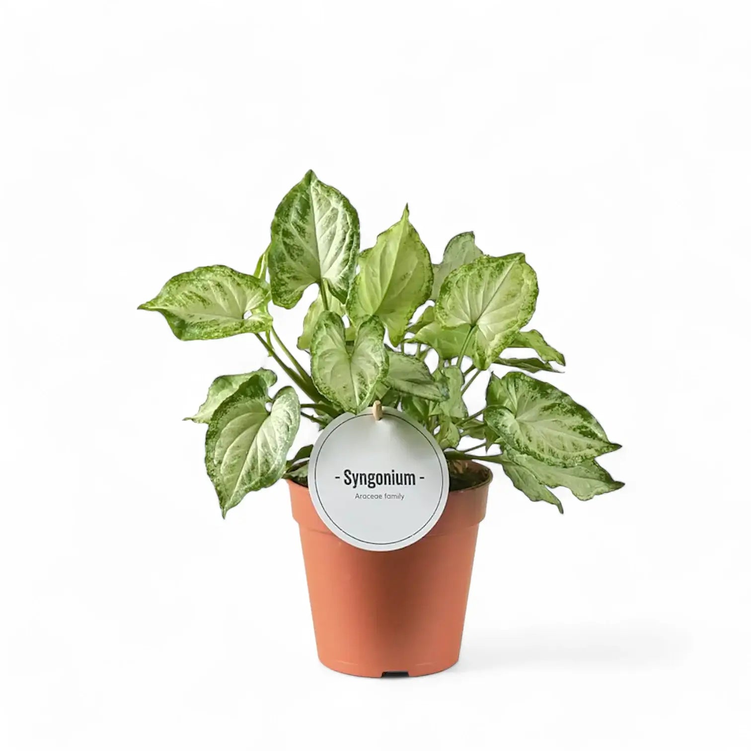 Syngonium podophyllum 'Mouse Ears' – Zimmerpflanze im Kulturtopf auf weißem Hintergrund, Produktfoto 6.