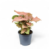 Syngonium podophyllum 'Neon' – Zimmerpflanze im Kulturtopf auf weißem Hintergrund, Produktfoto 5.