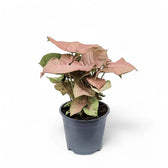 Syngonium podophyllum ‘Neon Robusta’.
