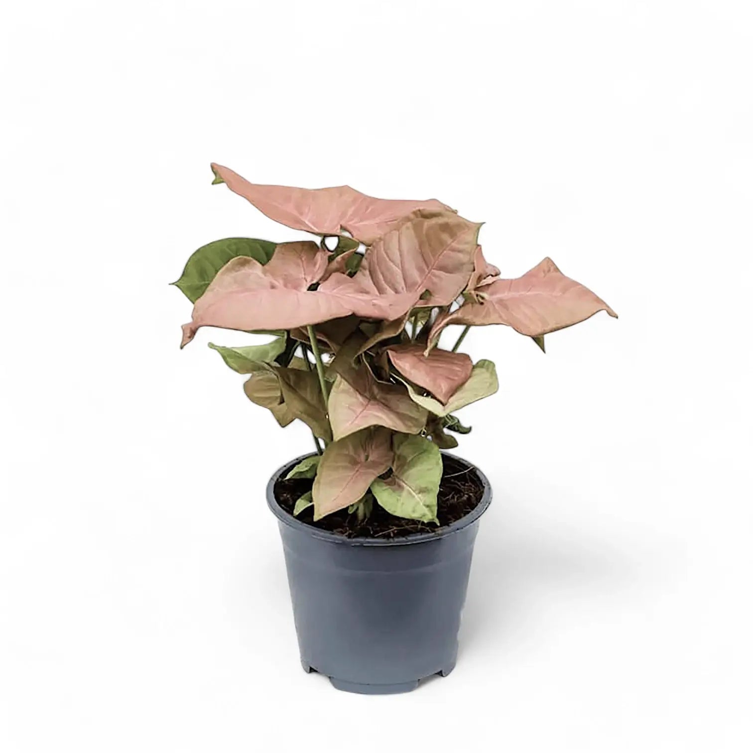 Syngonium podophyllum ‘Neon Robusta’.