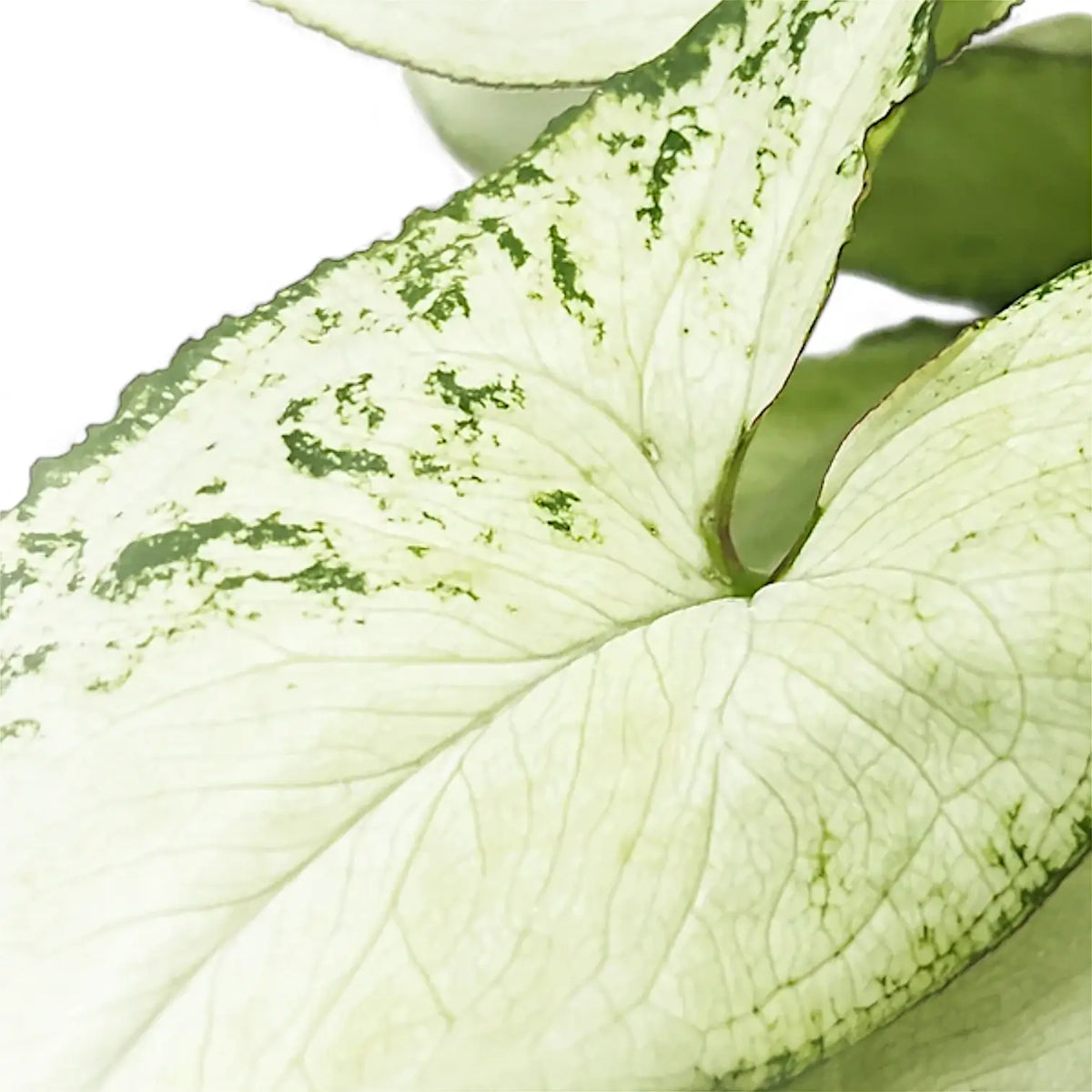 Syngonium 'Nguengi Laima' – Silver Arrowhead