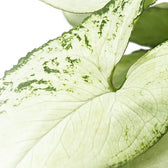 Syngonium podophyllum 'Nguengi Laima' aka (Ngern Lai Ma, Silver Holly) leaf detail on white background.