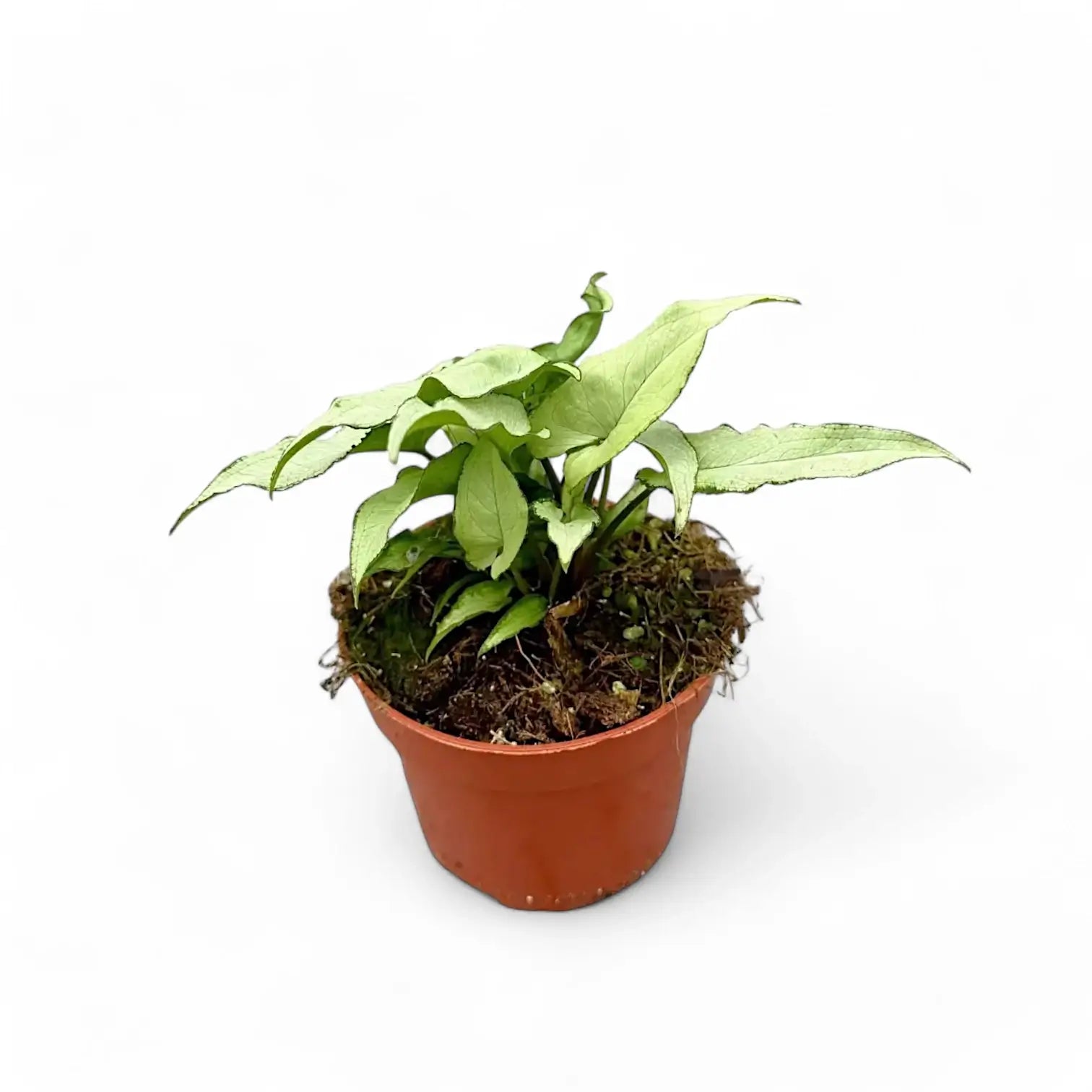 Syngonium podophyllum 'Nguengi Laima' aka (Ngern Lai Ma, Silver Holly) Zimmerpflanze im Anzuchttopf vor weißem Hintergrund, Produktfoto 2.