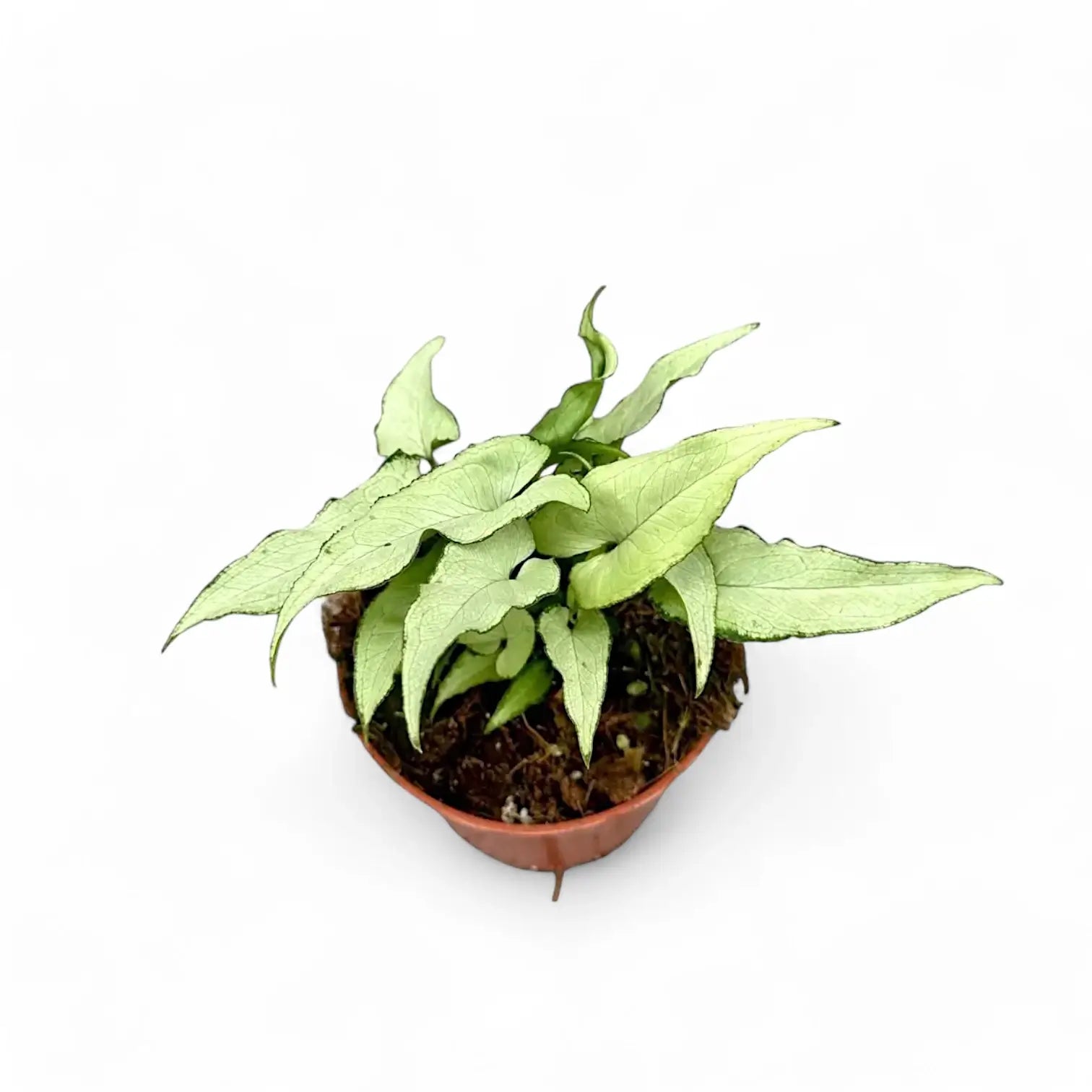 Syngonium podophyllum 'Nguengi Laima' aka (Ngern Lai Ma, Silver Holly) Zimmerpflanze im Anzuchttopf vor weißem Hintergrund, Produktfoto 3.