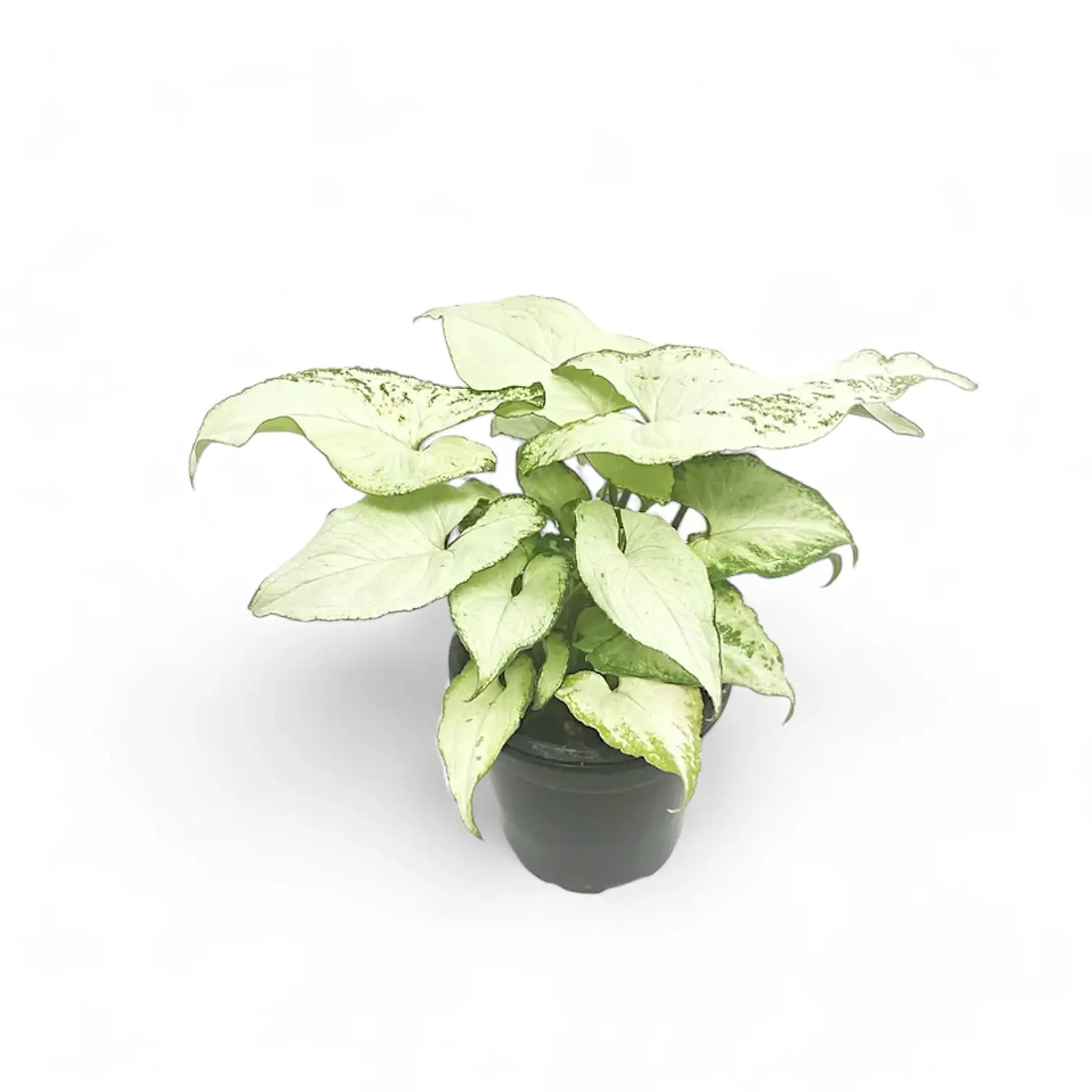 Syngonium podophyllum 'Nguengi Laima' aka (Ngern Lai Ma, Silver Holly) Zimmerpflanze im Anzuchttopf vor weißem Hintergrund, Produktfoto 4.