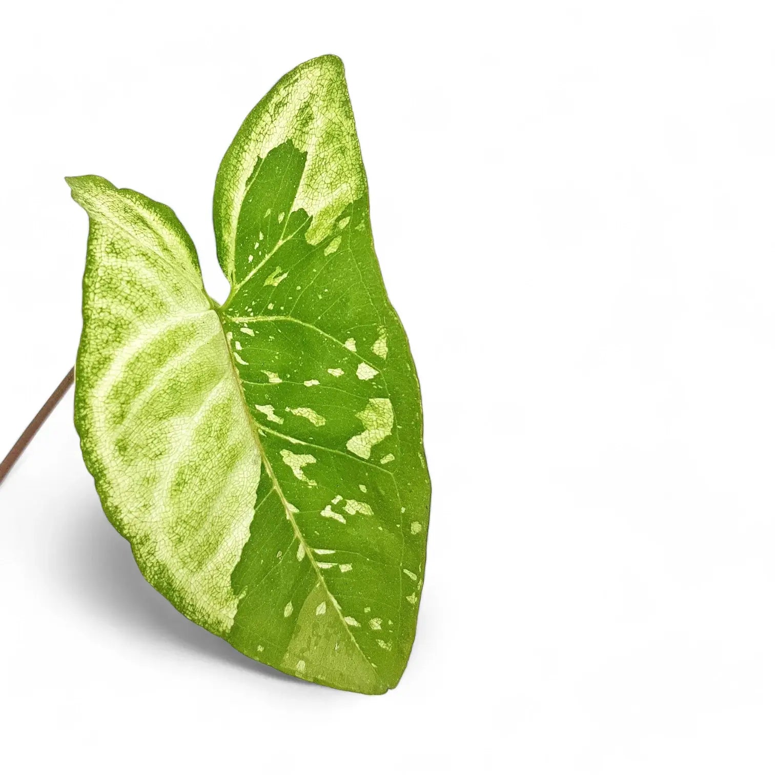 Nahaufnahme eines Blatts von Syngonium podophyllum 'Panda' vor weißem Hintergrund.