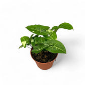 Syngonium podophyllum 'Panda' potted plant in nursery pot on white background.