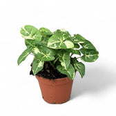 Syngonium podophyllum 'Panda' potted plant in nursery pot on white background.
