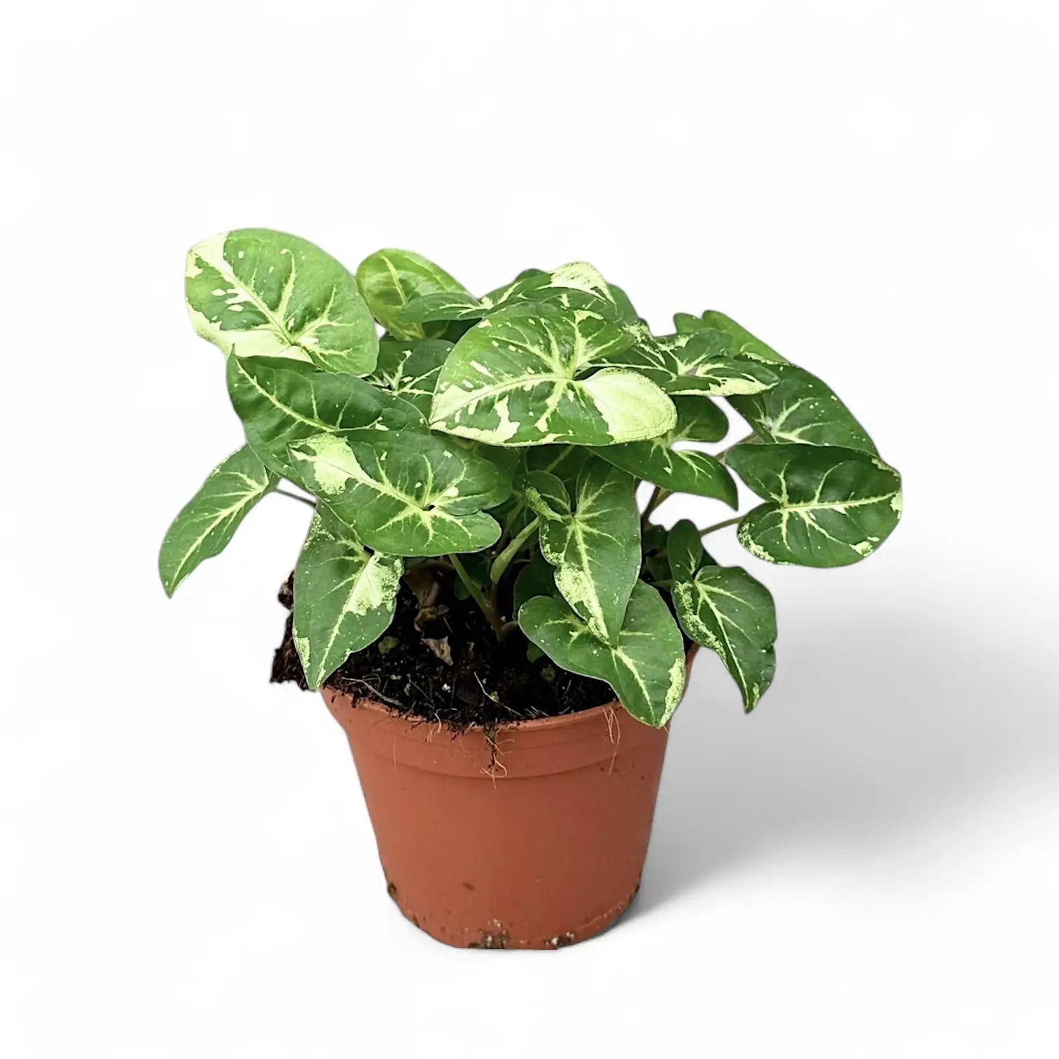 Syngonium podophyllum 'Panda' potted plant in nursery pot on white background.