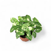 Syngonium podophyllum 'Panda' potted plant in nursery pot on white background.