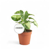 Syngonium podophyllum 'Panda' potted plant in nursery pot on white background.