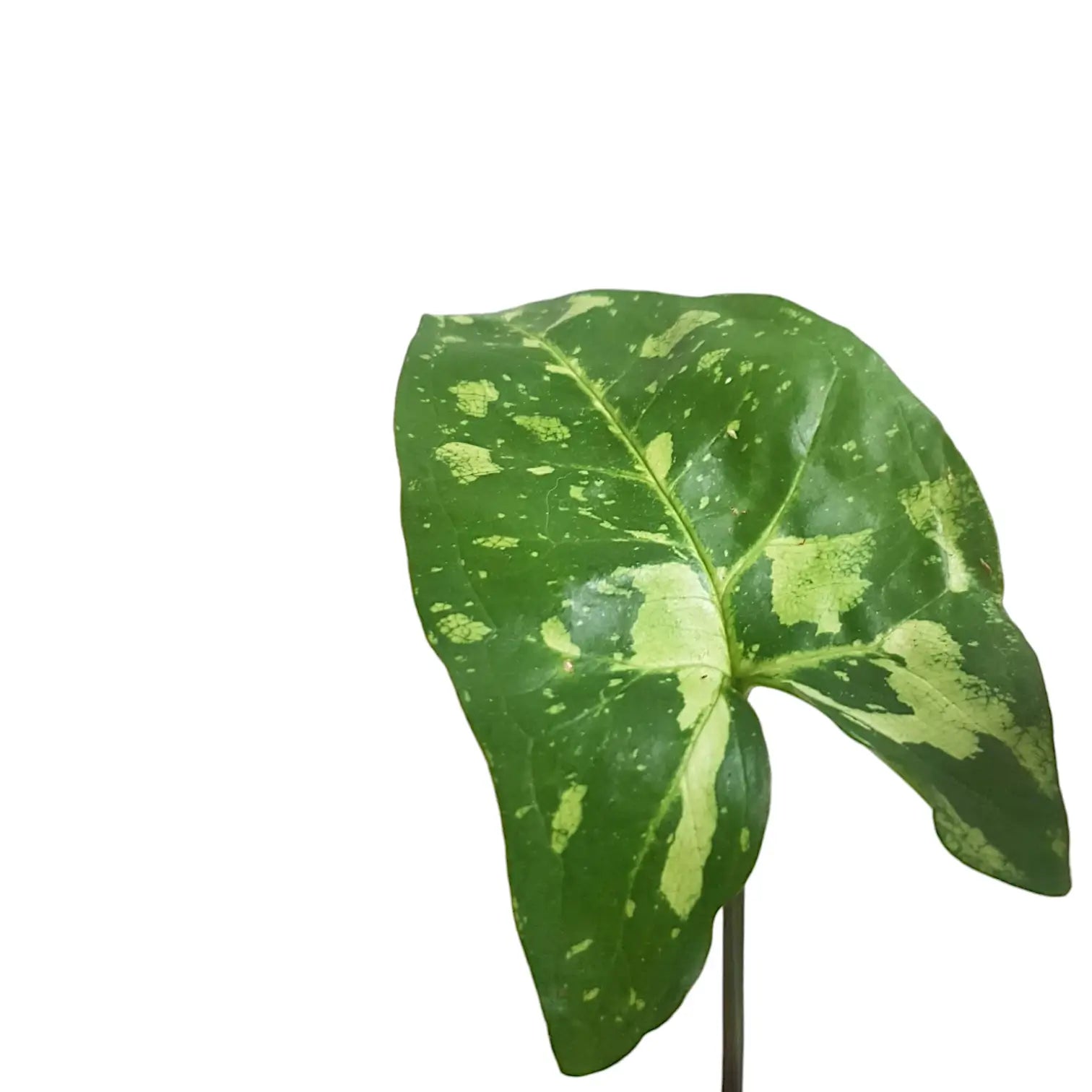 Syngonium podophyllum 'Panda' potted plant in nursery pot on white background.