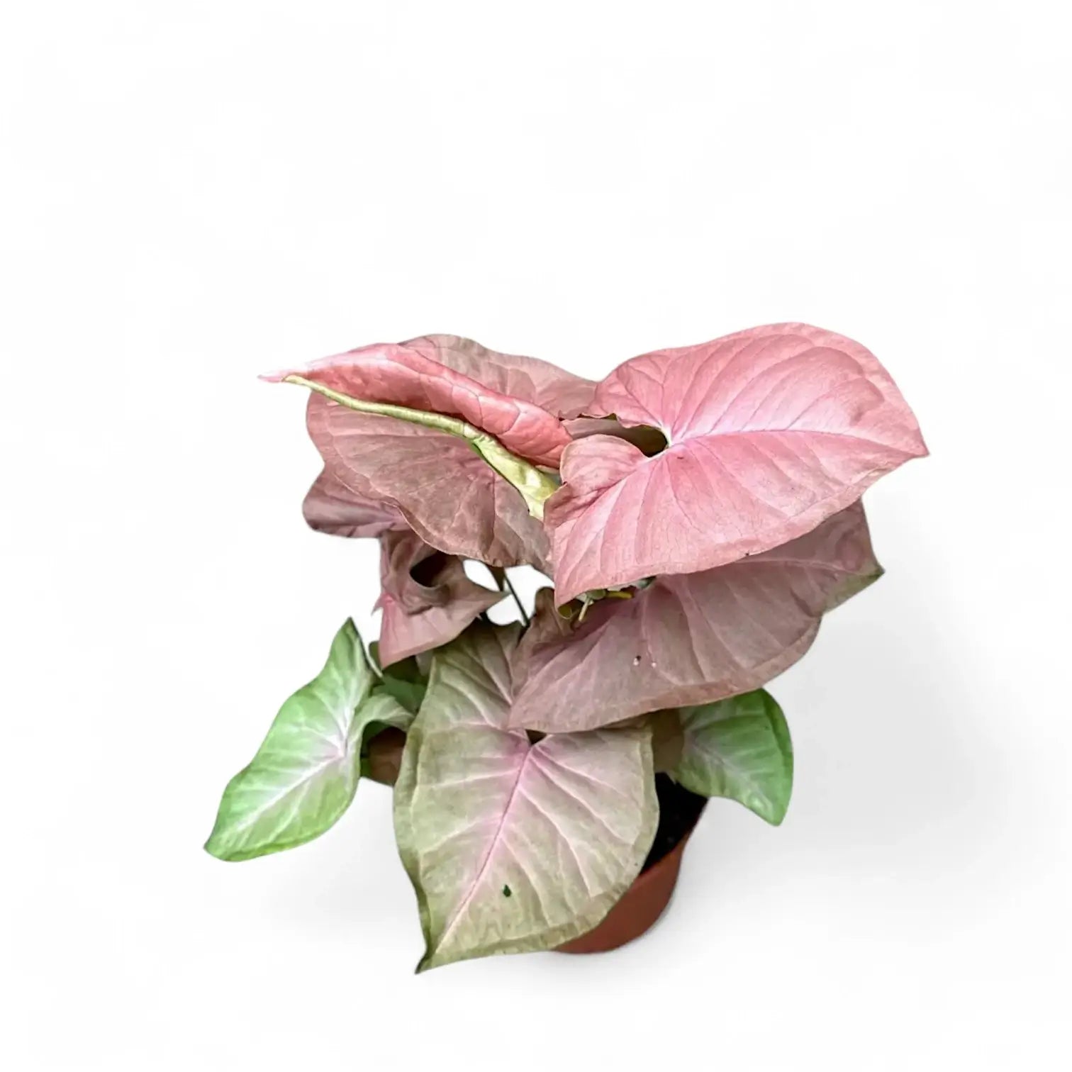 Syngonium podophyllum 'Pink Delight' potted plant in nursery pot on white background.