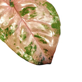 Syngonium podophyllum 'Pink flecked' leaf detail on white background.