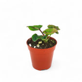 Syngonium podophyllum 'Pink Perfection' aka 'Pink Dream' potted plant in nursery pot on white background.