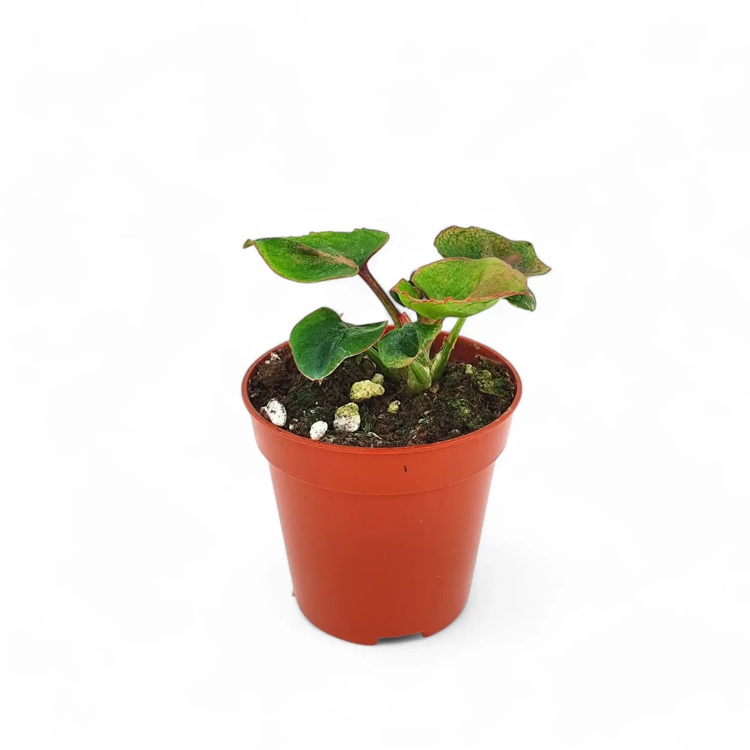 Syngonium podophyllum 'Pink Perfection' aka 'Pink Dream' potted plant in nursery pot on white background.