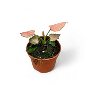 Syngonium podophyllum 'Pink Perfection' aka 'Pink Dream' potted plant in nursery pot on white background.