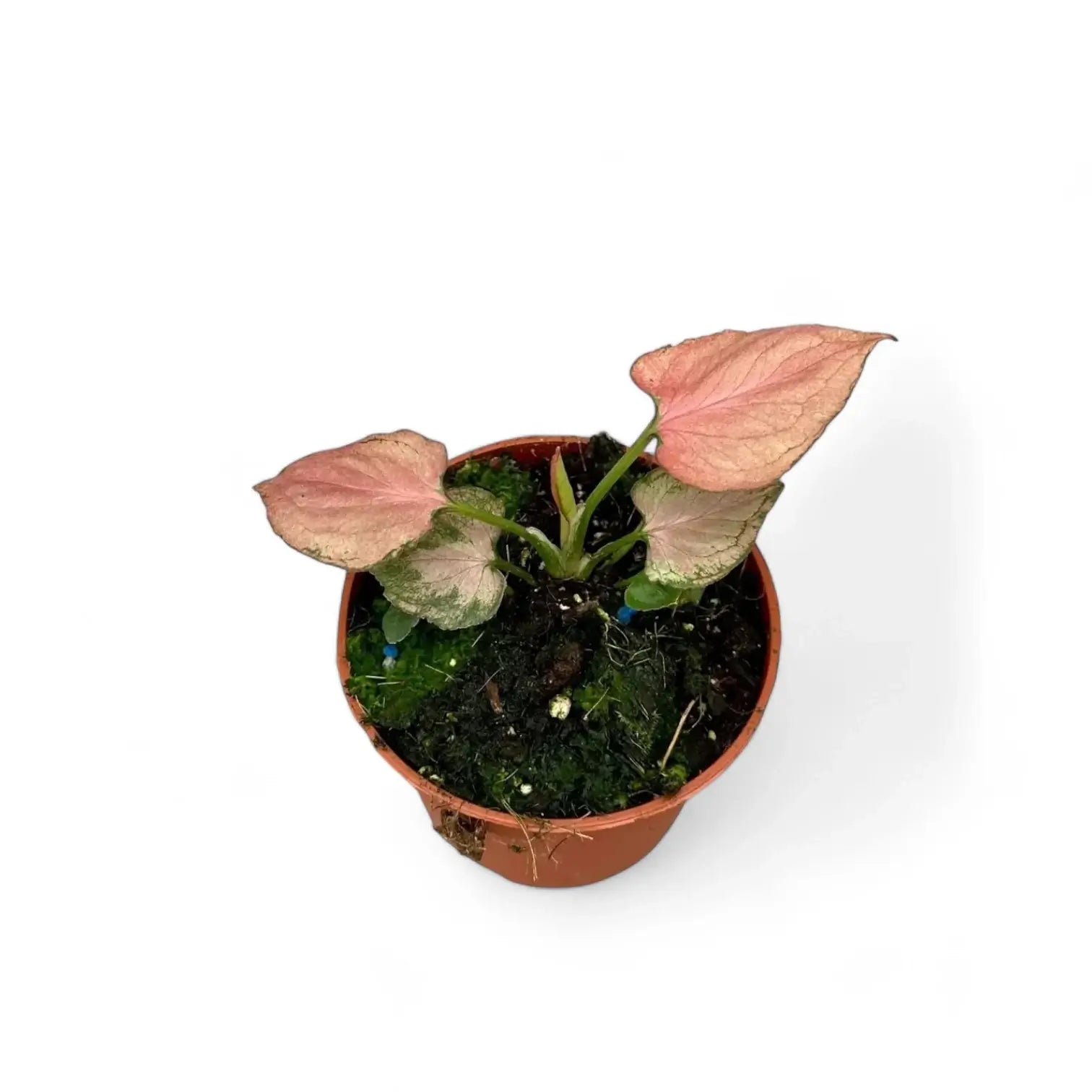 Syngonium podophyllum 'Pink Perfection' aka 'Pink Dream' potted plant in nursery pot on white background.