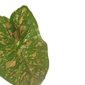 Syngonium podophyllum 'Pink splash allusion' – Blattdetail vor weißem Hintergrund..