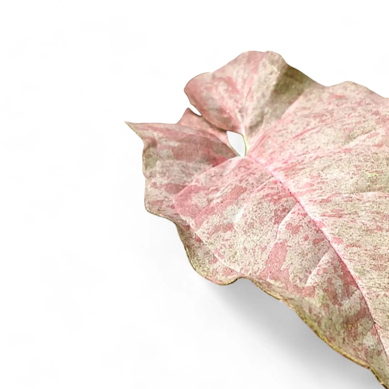 Syngonium podophyllum 'Pink spot' close-up of leaf on white background.