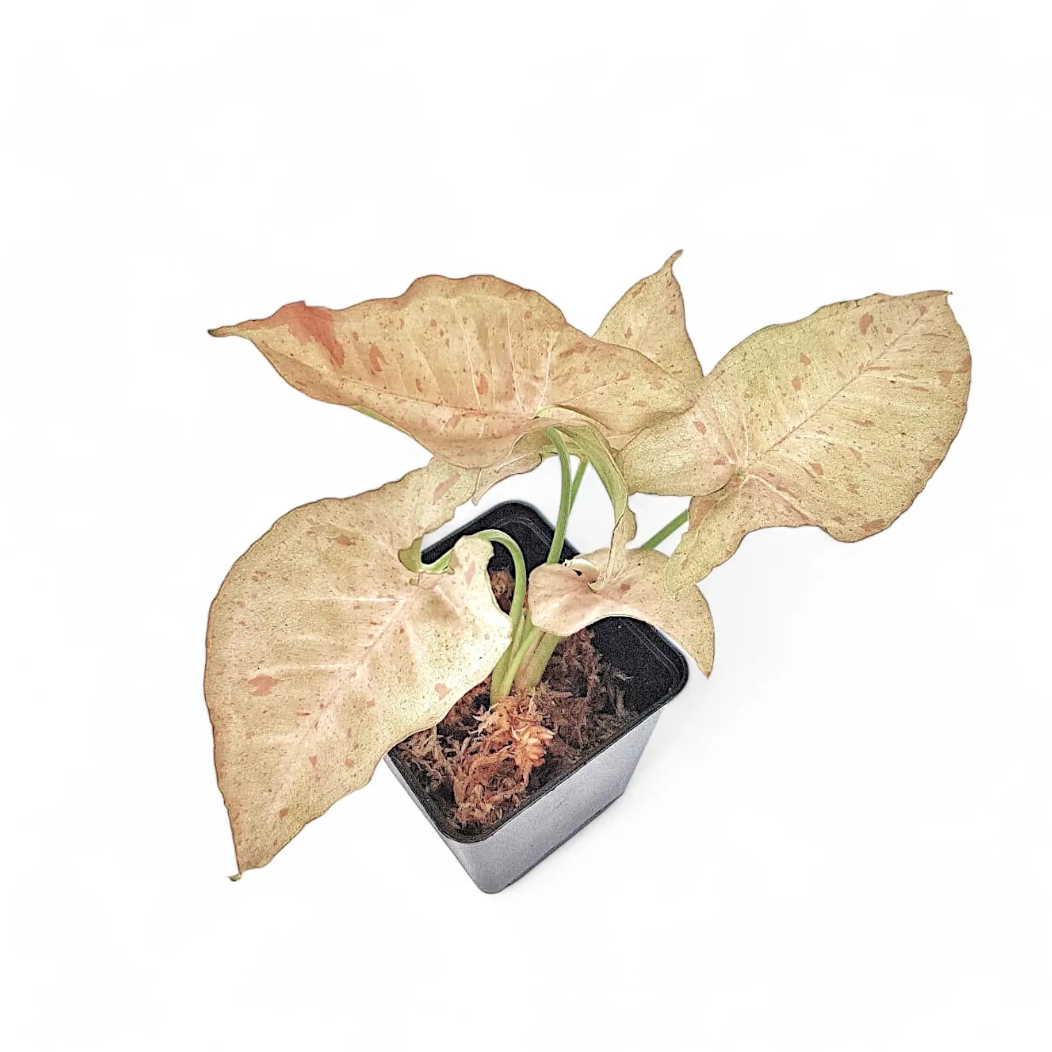 Syngonium podophyllum 'Pink spot' potted plant in nursery pot on white background.