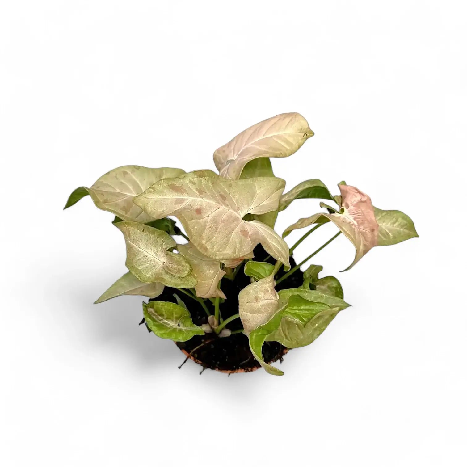 Syngonium podophyllum 'Pink spot' potted plant in nursery pot on white background.